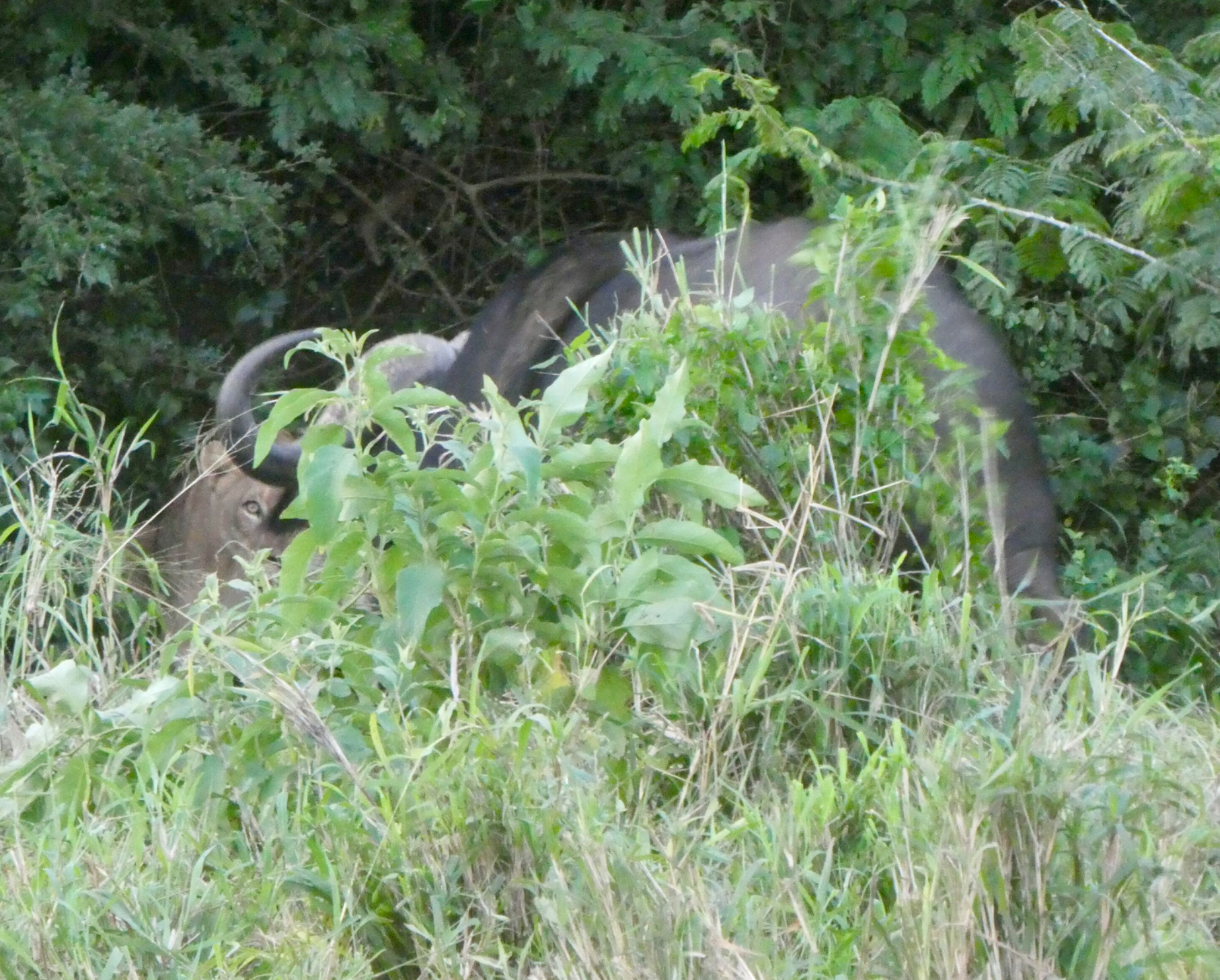 Lion Cape Buffalo confrontation 